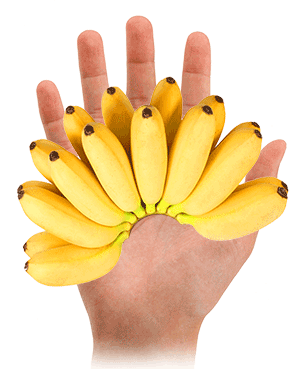 Wholesale Lady Finger Bananas Sydney NSW